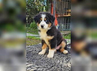 Australian Shepherd Welpen Showlinie  blue eyed aus familiärer Hobbyzucht mdr1++