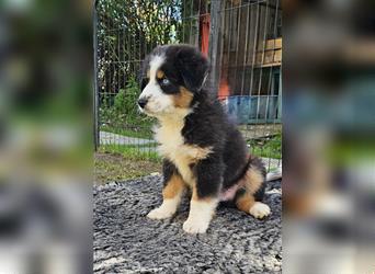 Australian Shepherd Welpen Showlinie  blue eyed aus familiärer Hobbyzucht mdr1++