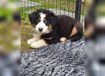 Australian Shepherd Welpen Showlinie  blue eyed aus familiärer Hobbyzucht mdr1++