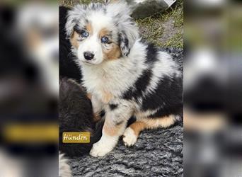 Zauberhafte Australian Shepherd Welpen Showlinie blue eyed aus familiärer Hobbyzucht Mdr1 ++