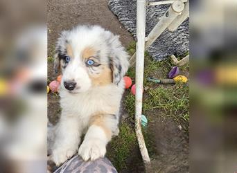 Zauberhafte Australian Shepherd Welpen Showlinie blue eyed aus familiärer Hobbyzucht Mdr1 ++