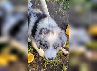 Zauberhafte Australian Shepherd Welpen Showlinie blue eyed aus familiärer Hobbyzucht Mdr1 ++