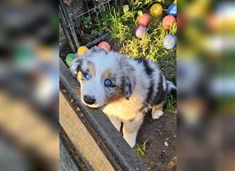 Zauberhafte Australian Shepherd Welpen Showlinie blue eyed aus familiärer Hobbyzucht Mdr1 ++