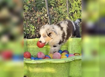 Zauberhafte Australian Shepherd Welpen Showlinie blue eyed aus familiärer Hobbyzucht Mdr1 ++