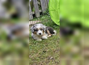 Zauberhafte Australian Shepherd Welpen Showlinie blue eyed aus familiärer Hobbyzucht Mdr1 ++