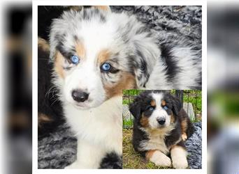 Zauberhafte Australian Shepherd Welpen Showlinie blue eyed aus familiärer Hobbyzucht Mdr1 ++