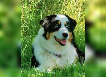 Zauberhafte Australian Shepherd Welpen Showlinie blue eyed aus familiärer Hobbyzucht Mdr1 ++