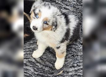 Zauberhafte Australian Shepherd Welpen Showlinie blue eyed aus familiärer Hobbyzucht Mdr1 ++