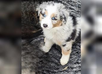 Zauberhafte Australian Shepherd Welpen Showlinie blue eyed aus familiärer Hobbyzucht Mdr1 ++