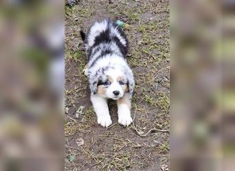 Zauberhafte Australian Shepherd Welpen Showlinie blue eyed aus familiärer Hobbyzucht Mdr1 ++