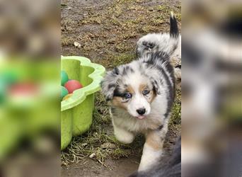 Zauberhafte Australian Shepherd Welpen Showlinie blue eyed aus familiärer Hobbyzucht Mdr1 ++