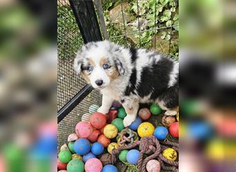 Zauberhafte Australian Shepherd Welpen Showlinie blue eyed aus familiärer Hobbyzucht Mdr1 ++