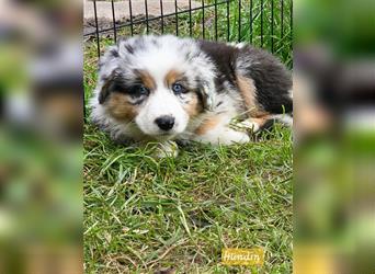 Zauberhafte Australian Shepherd Welpen Showlinie blue eyed aus familiärer Hobbyzucht Mdr1 ++