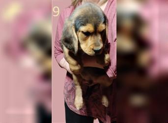 Anhängliche Beagle-Schäferhundmixwelpen suchen ein Super zu Hause