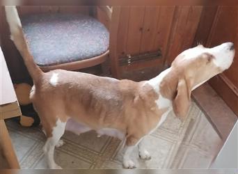 Anhängliche Beagle-Schäferhundmixwelpen suchen ein Super zu Hause