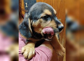 Anhängliche Beagle-Schäferhundmixwelpen suchen ein Super zu Hause