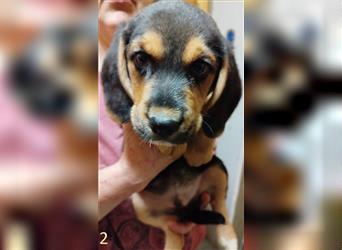 Anhängliche Beagle-Schäferhundmixwelpen suchen ein Super zu Hause