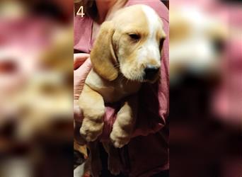 Anhängliche Beagle-Schäferhundmixwelpen suchen ein Super zu Hause