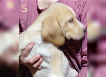 Anhängliche Beagle-Schäferhundmixwelpen suchen ein Super zu Hause