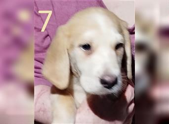 Anhängliche Beagle-Schäferhundmixwelpen suchen ein Super zu Hause