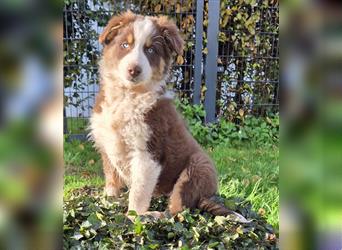 Australian Shepherd Welpen