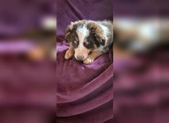 Australian Shepherd Welpen