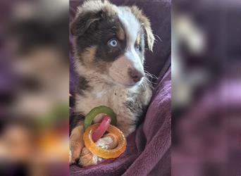 Australian Shepherd Welpen