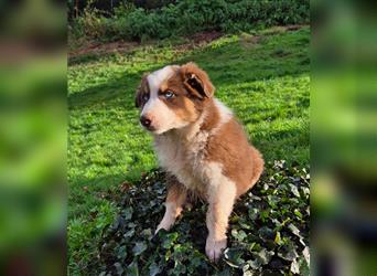 Australian Shepherd Welpen