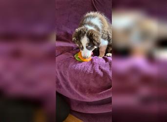 Australian Shepherd Welpen