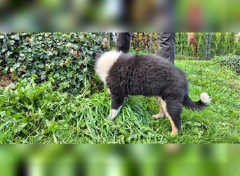 Australian Shepherd Welpen