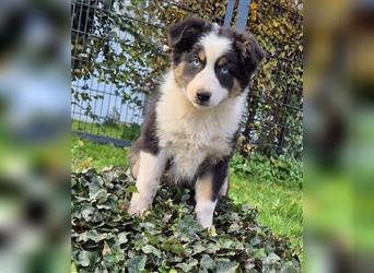 Australian Shepherd Welpen