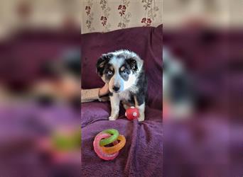 Australian Shepherd Welpen