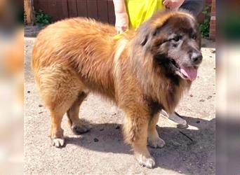 Zwei Portugiesische Herdenschutzhunde suchen ein neues Zuhause