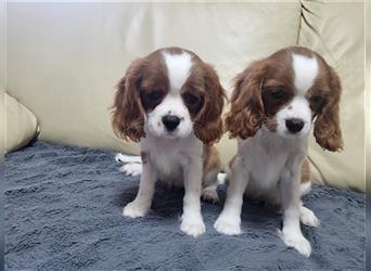 Cavalier King Charles Spaniel 1650