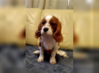 Cavalier King Charles Spaniel 1650