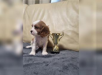 Cavalier King Charles Spaniel 1650