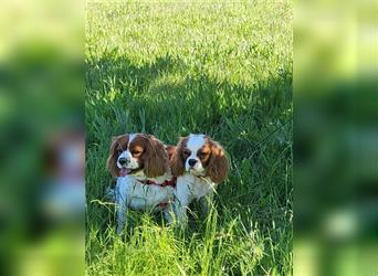 Cavalier King Charles Spaniel 1650