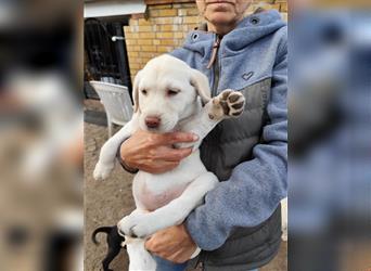 Labrador Welpen ab sofort abzugeben