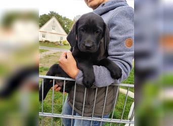 Labrador Welpen ab sofort abzugeben