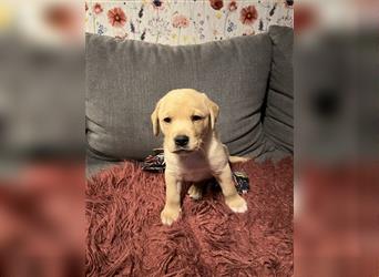 Reinrassiger Labrador Welpe