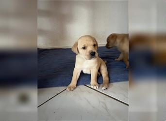 Reinrassiger Labrador Welpe