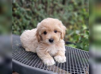 Maltipoo Welpe