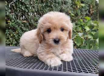 Maltipoo Welpe