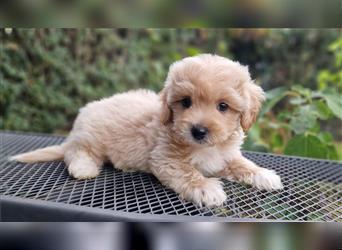 Maltipoo Welpe