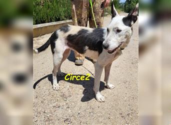 Circe2 06/2022 (ESP) - verschmuste und soziale, hübsche Podenco-Bodeguero Mix Hündin!