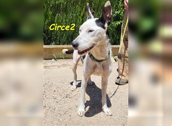 Circe2 06/2022 (ESP) - verschmuste und soziale, hübsche Podenco-Bodeguero Mix Hündin!