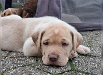 Antikdogge x Labrador Welpen