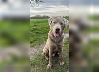 Labrador Welpen