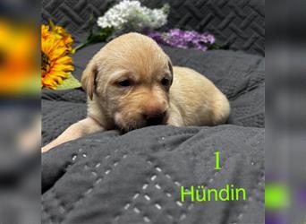 Labrador Welpe Hündin