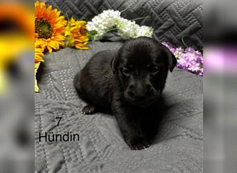 Labrador Welpe Hündin